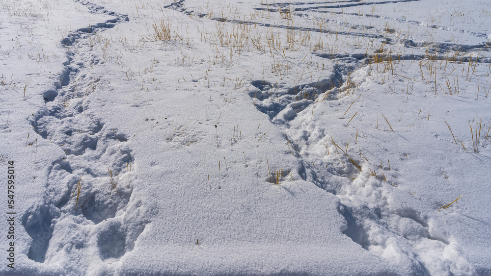 Twisted chains of footprints are trampled in snowdrifts. Yellow stalks of dry grass are visible on pure white snow. Altai