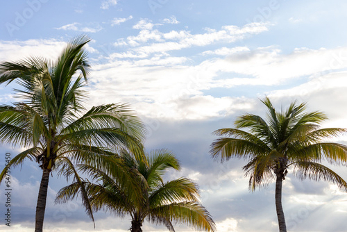 Fototapeta Naklejka Na Ścianę i Meble -  vue sur le top de trois palmiers sur un fond de ciel ennuagé lors d'une journée d'été
