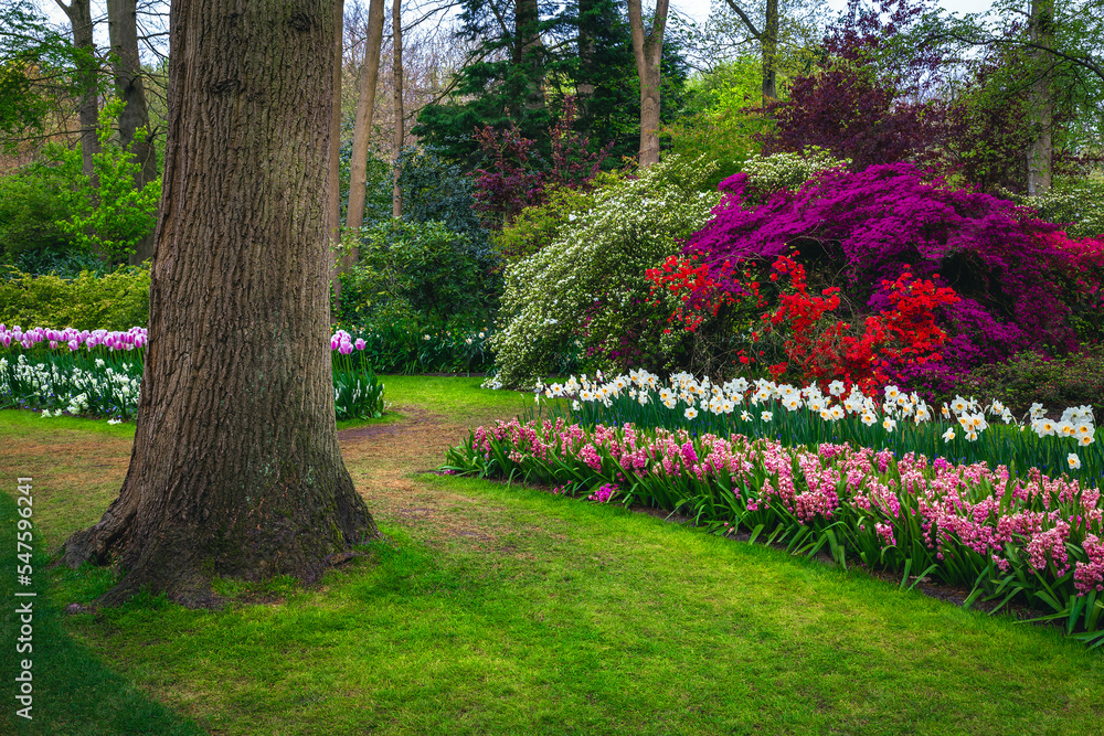 Beautiful flower beds with daffodils, hyacinths and azalea bushes, Netherlands