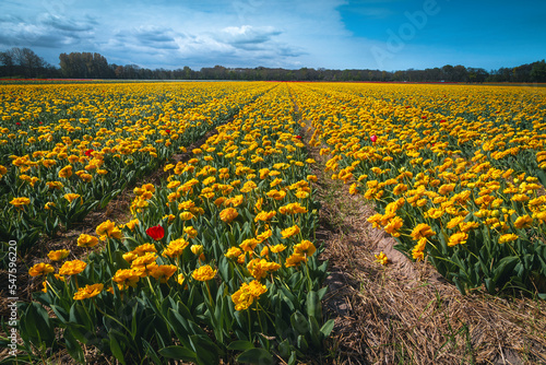 Blooming yellow tulips on the agricultural flowery fields  Netherlands