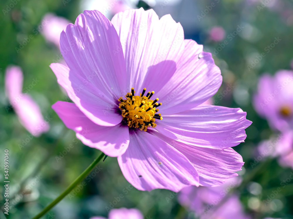 delicate beautiful fresh bright purple flowers of cosmea delicate beautiful fresh bright purple flowers of cosmea