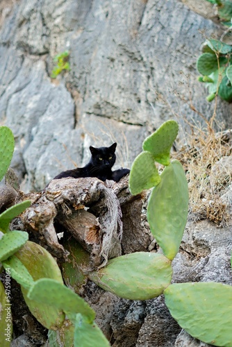 Black wild cat  lying on dried plants agianst a stone wall, vertical shot photo