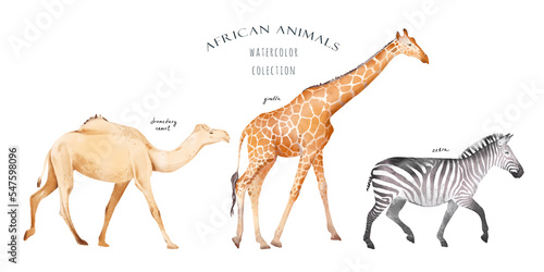 Fototapeta Naklejka Na Ścianę i Meble -  Watercolor hand drawn set with colorful illustration of savannah african animals isolated on white background. Giraffe, zebra, camel. Realistic safari wildlife collection.