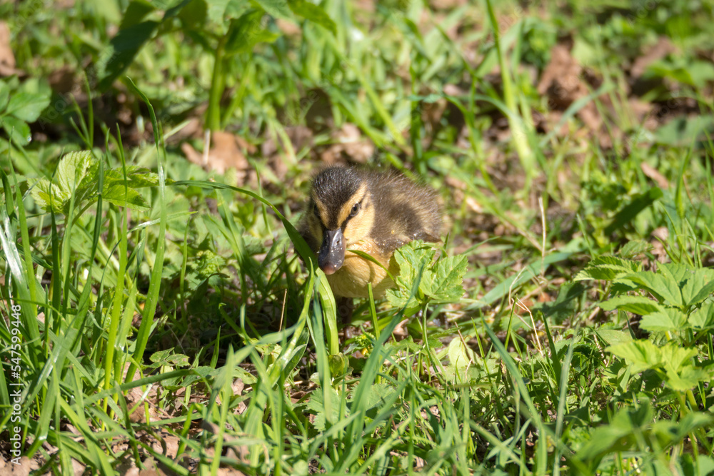 little duckling in green grass