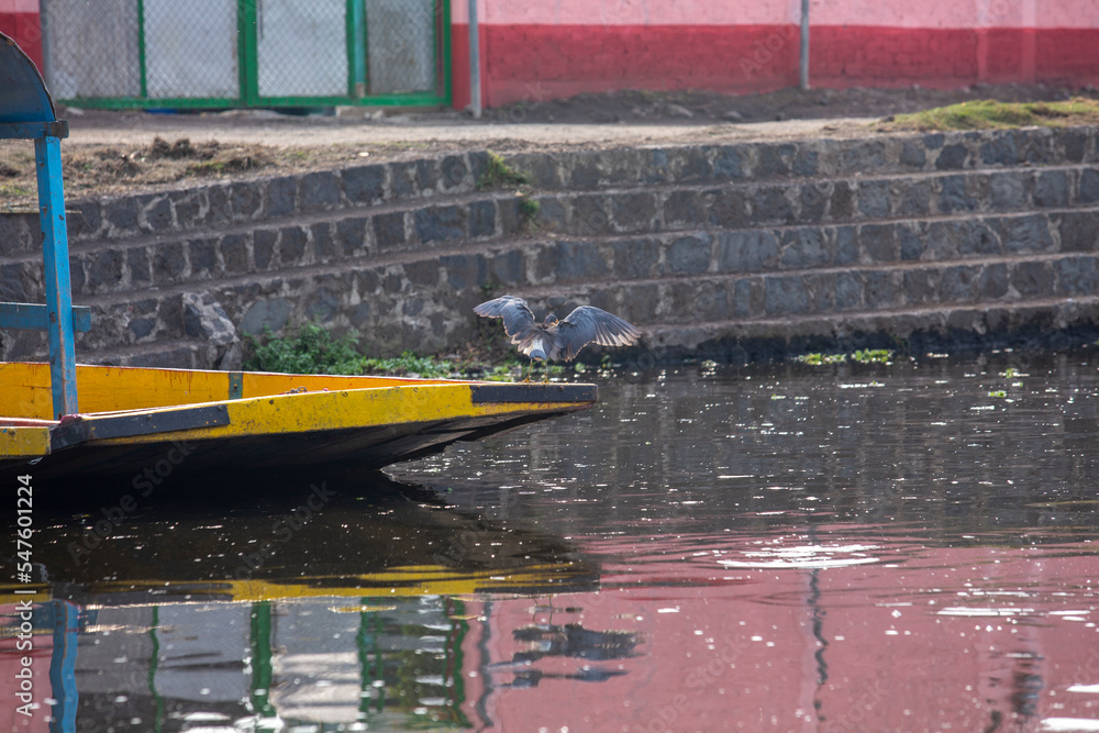 Obraz premium Flor de noche buena