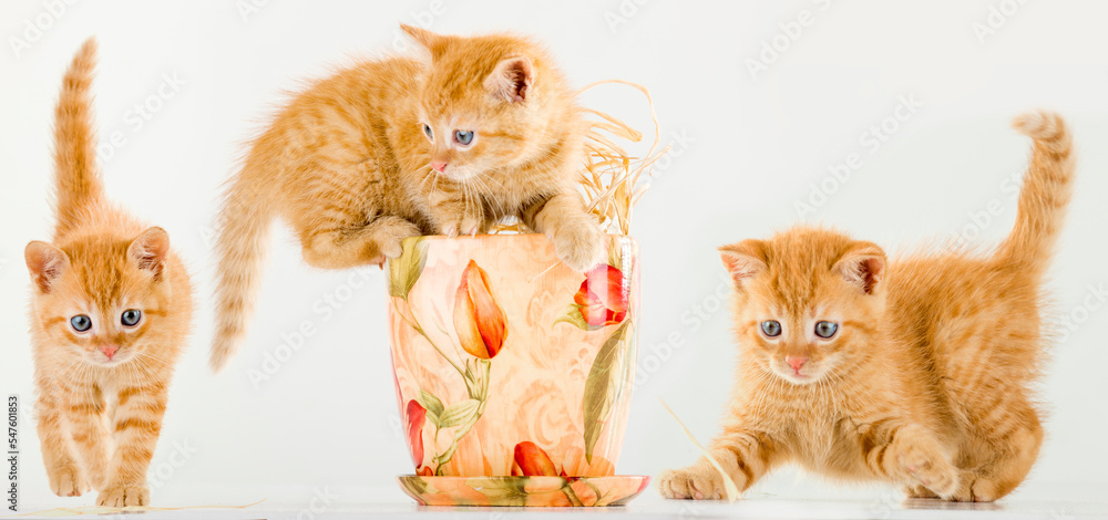 Obraz na płótnie Małe rude kociaki  w salonie