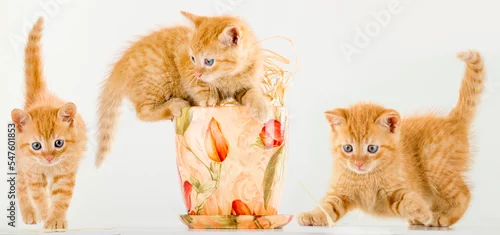 Obraz Małe rude kociaki 