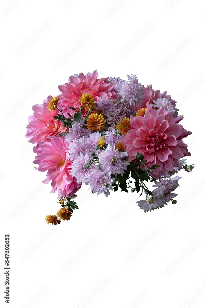 The bouquet of pink chrysanthemums and dahlia on white background The bouquet of pink chrysanthemums and dahlia on white background