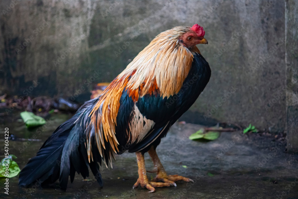 Thai rooster or hen in the farm. 