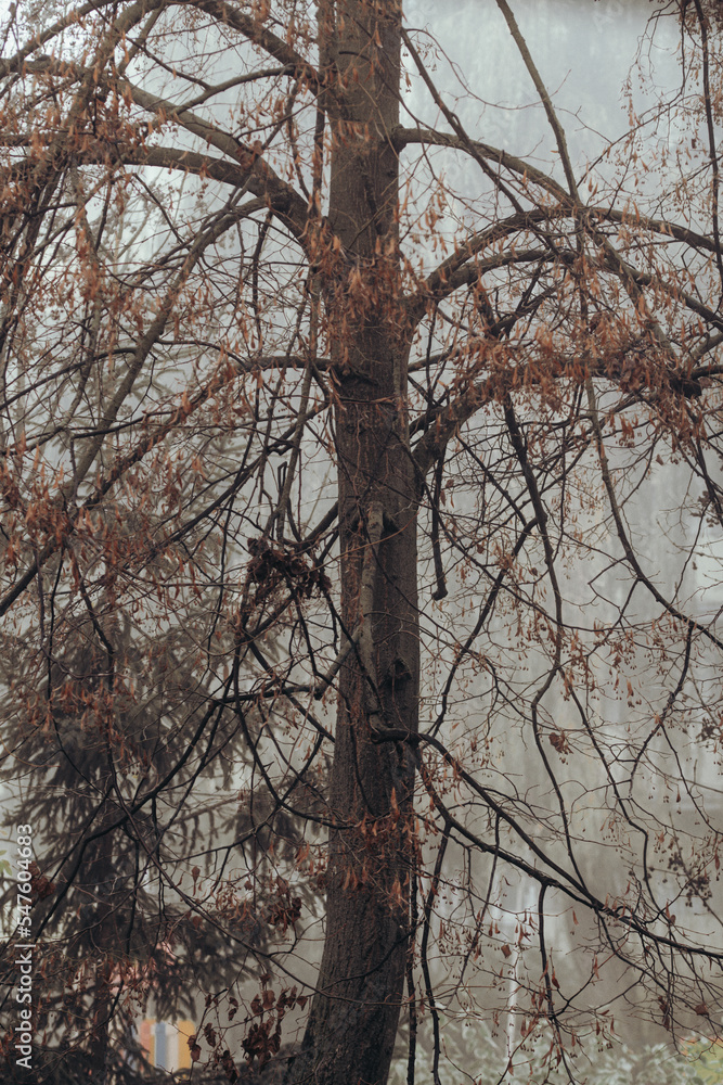 tree in fog without leaves in autumn season tree in fog without leaves in autumn season