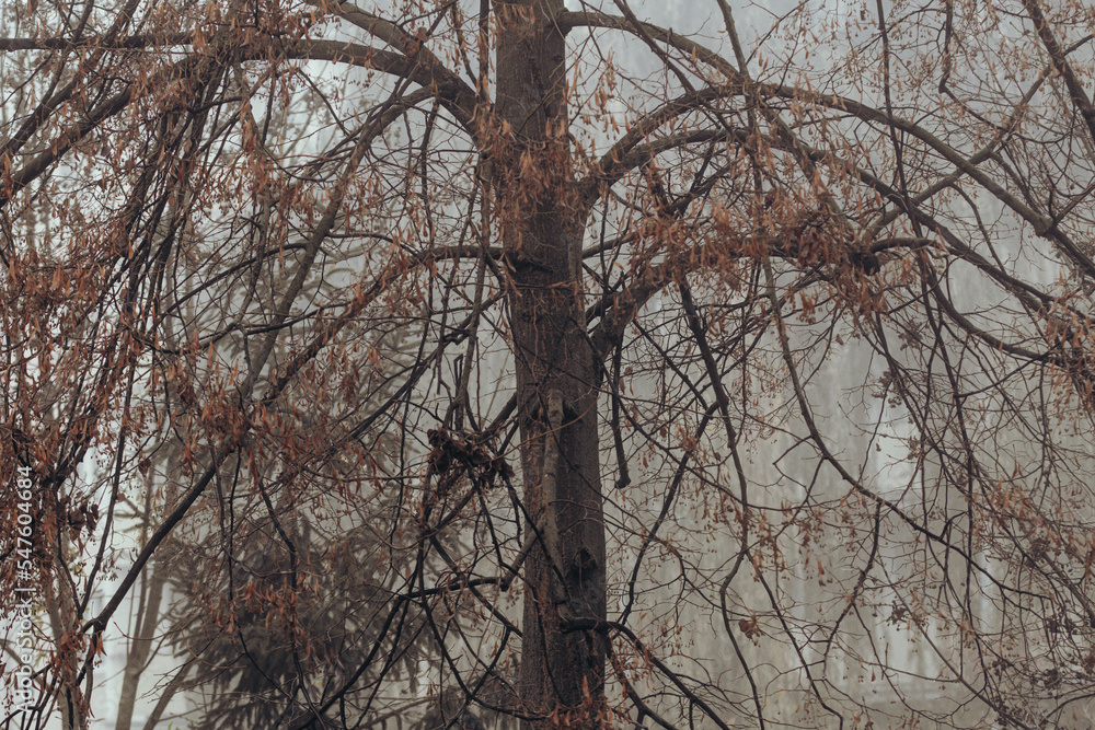 tree in fog without leaves in autumn season tree in fog without leaves in autumn season