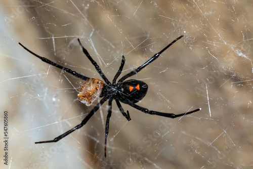 black widow spider on a web with her prey