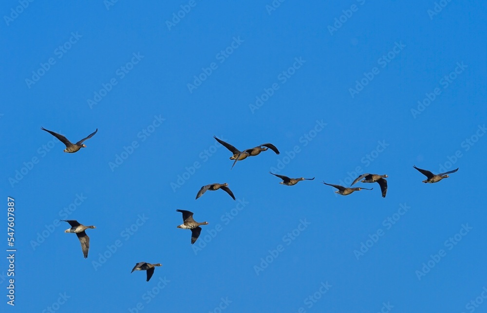 北国の冬の渡り鳥、青空の下で群れで飛ぶマガン
