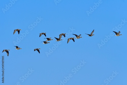 北国の冬の渡り鳥、青空の下で群れで飛ぶマガン