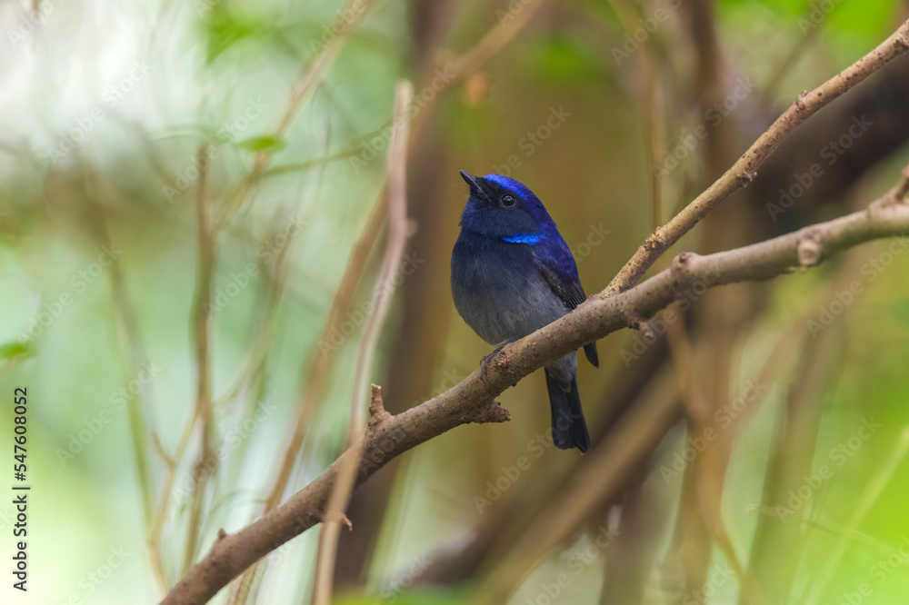 Small niltava (Niltava macgrigoriae) at Lion Safari Park, Rabindra Saravar, Kolkata, India Small niltava (Niltava macgrigoriae) at Lion Safari Park, Rabindra Saravar, Kolkata, India
