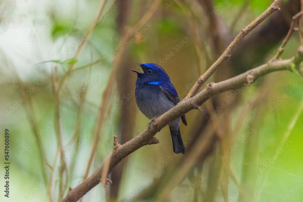 Small niltava (Niltava macgrigoriae) at Lion Safari Park, Rabindra Saravar, Kolkata, India