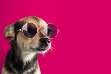 dog clothes, pet accessories, puppy in sunglasses on a pink background, summer toy terrier, funny animal, copy space