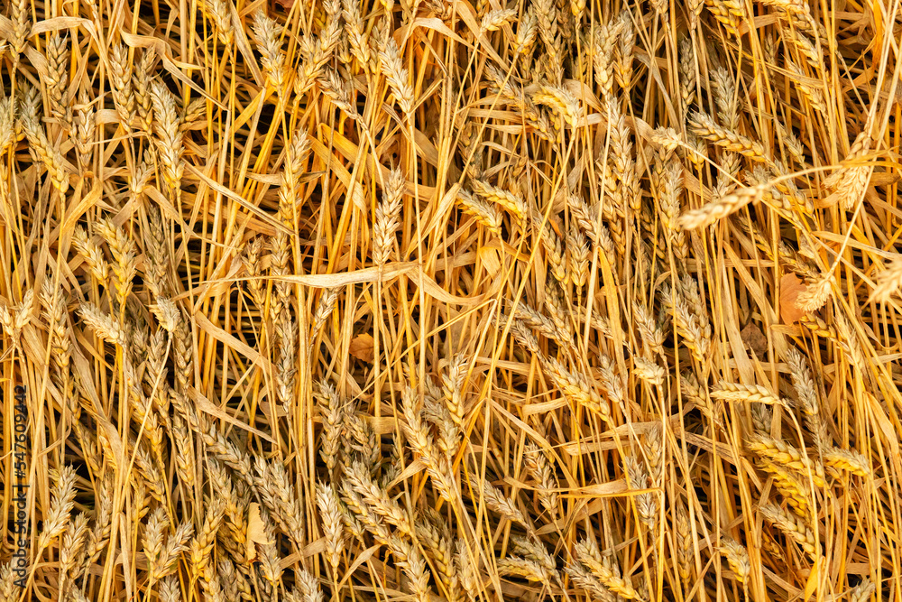 Wheat field, Rich harvest, grain ears, golden rye background Wheat field, Rich harvest, grain ears, golden rye background