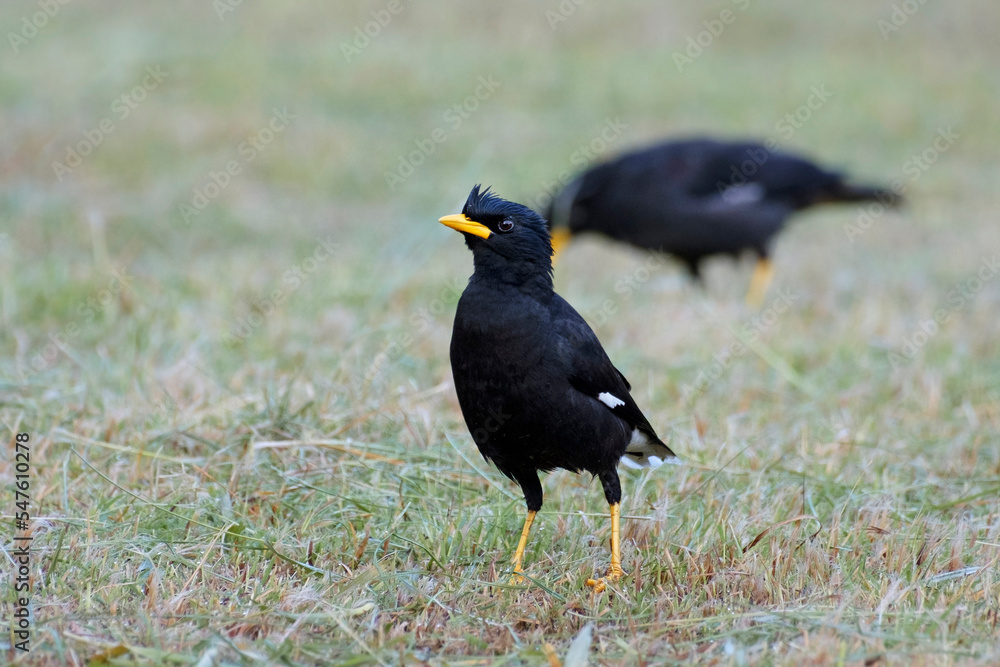 Great myna in the park, Acridotheres grandis Great myna in the park, Acridotheres grandis
