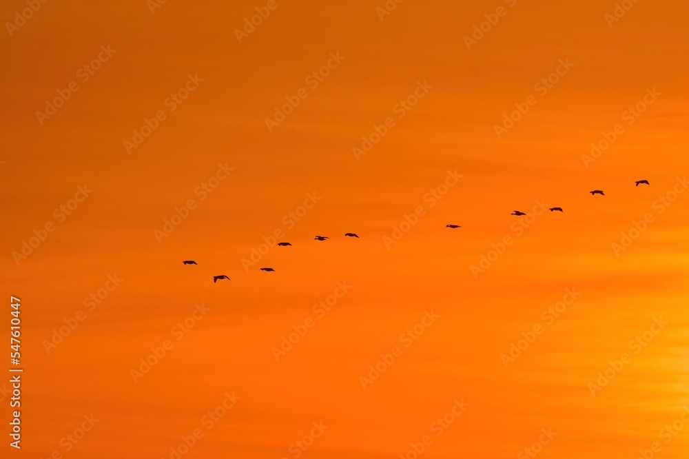 オレンジ色に染まる夕焼けの宮城県蕪栗沼で見られるガンのねぐら入り