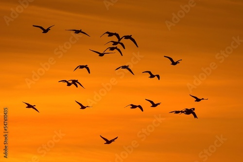 オレンジ色に染まる夕焼けの宮城県蕪栗沼で見られるガンのねぐら入り © trogon