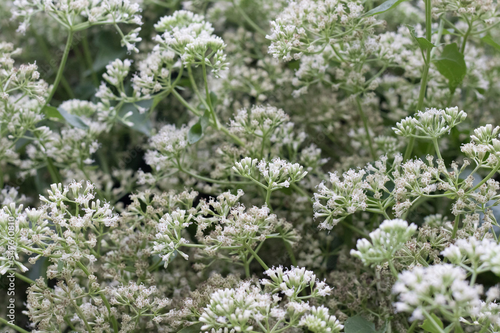 Abstract soft focus of white flowers climbing plants blurred focus wallpaper. Abstract soft focus of white flowers climbing plants blurred focus wallpaper.