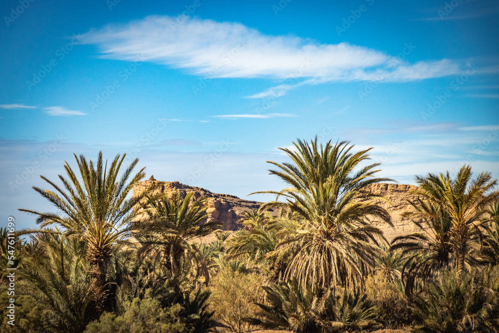 Fototapeta premium palm trees, grove, morocco, north africa, dates, organic