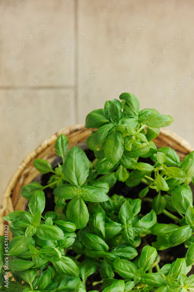 vase of basil herbs from above vase of basil herbs from above