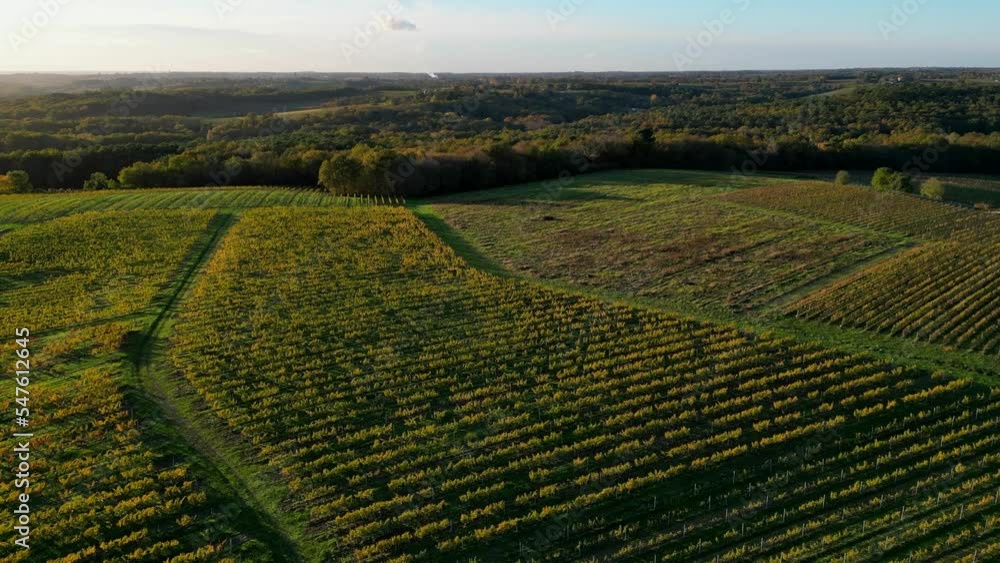 Aerial view Bordeaux Vineyard and forest at sunrise, film by drone in autumn, Entre deux mers, High quality 4k footage Aerial view Bordeaux Vineyard and forest at sunrise, film by drone in autumn, Entre deux mers, High quality 4k footage