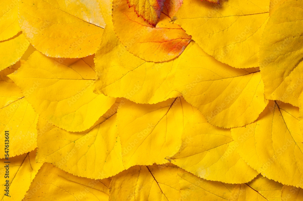 Bright autumn tree leaves lying on a wooden surface. Bright autumn tree leaves lying on a wooden surface.