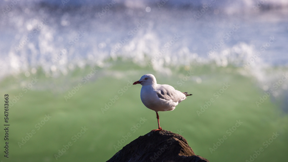 Seagull on a rock in front of the ocean in Byron bay, Australia