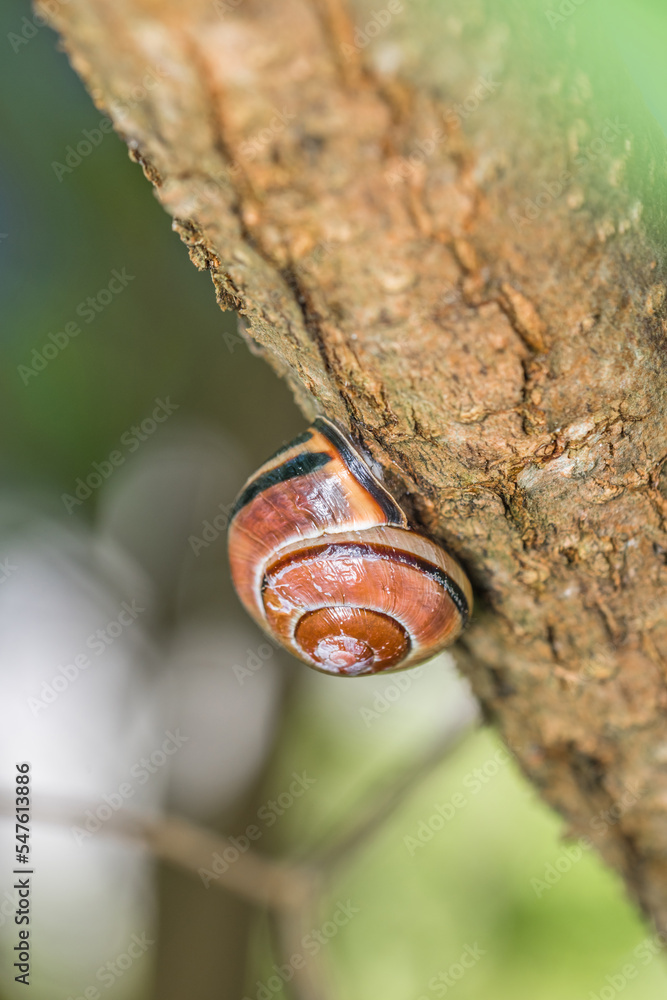 Kleine Schnecken mit Schneckenhaus hängen an einem Ast eines Baumes, Deutschland