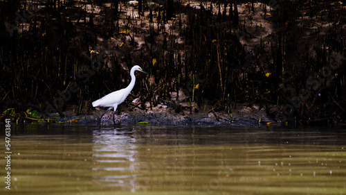 Great Egret searching for food on the mangrove forest river 