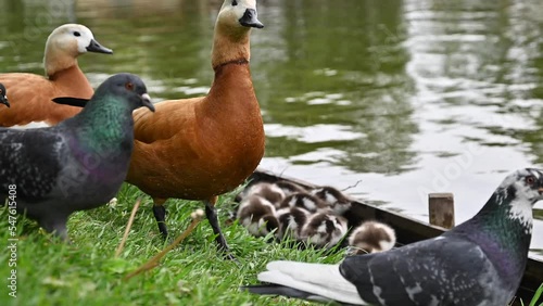 Couple of ruddy shelduck ducks protect their baby duckling from pigeons.