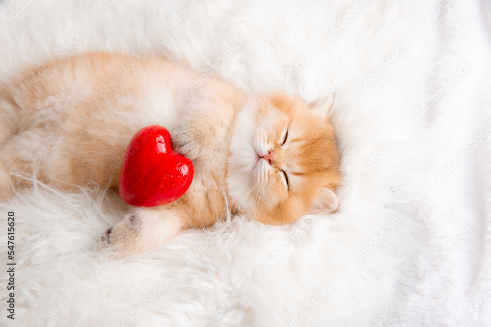 cute ginger kitten sleeps with a red heart on a fur blanket on his back cute ginger kitten sleeps with a red heart on a fur blanket on his back