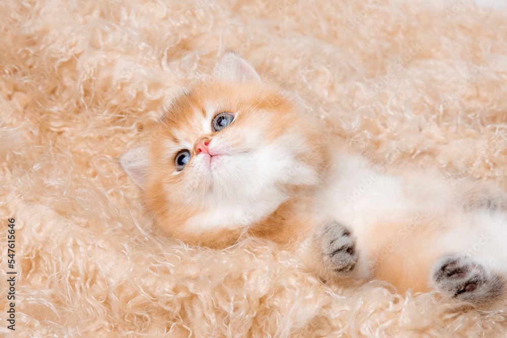 cute little fluffy red kitten is lying on a beige fur blanket cute little fluffy red kitten is lying on a beige fur blanket