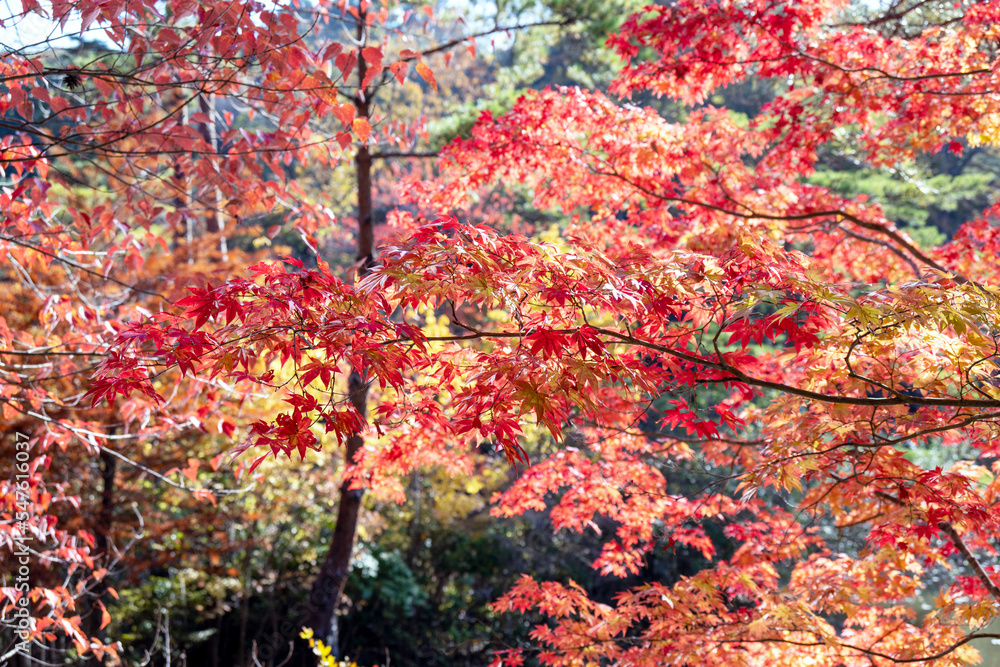 見ごろの秋の紅葉