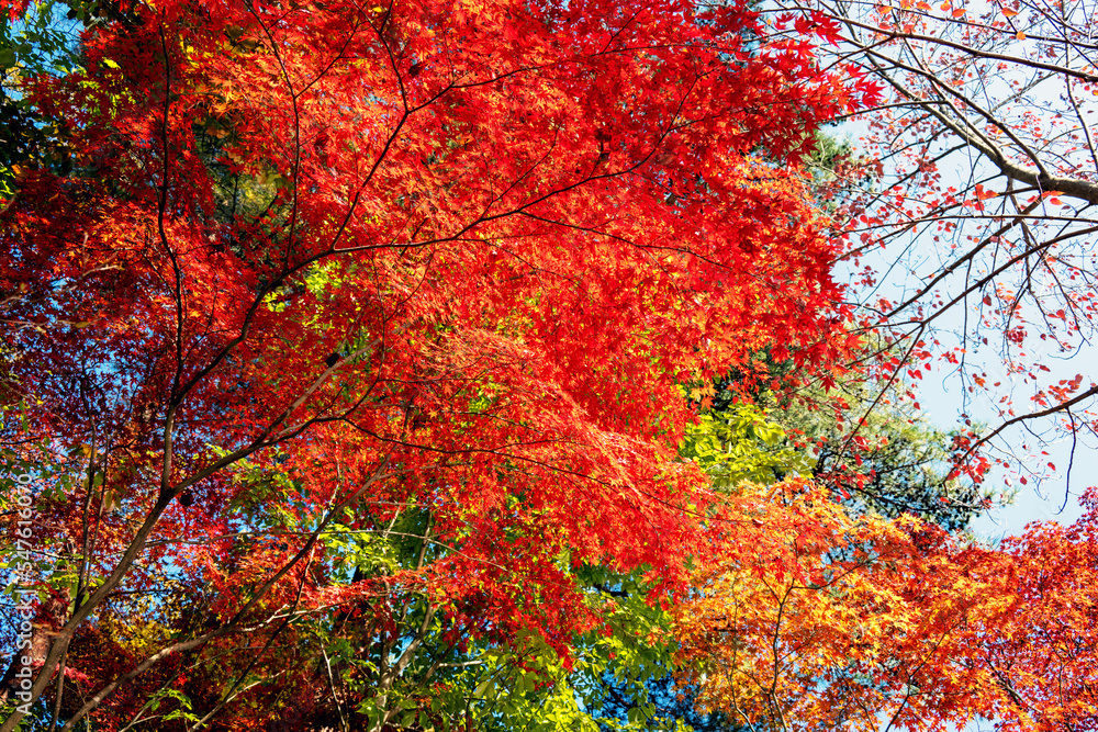 見ごろの秋の紅葉