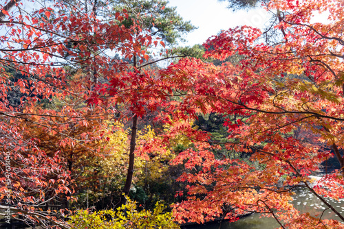 見ごろの秋の紅葉