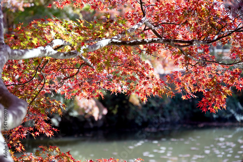 Fototapete 見ごろの秋の紅葉