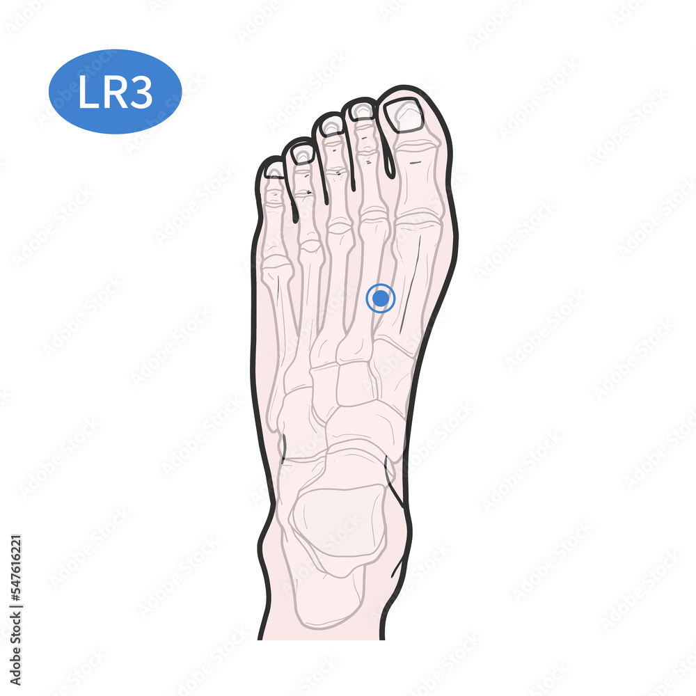 태충 경혈 혈자리 일러스트