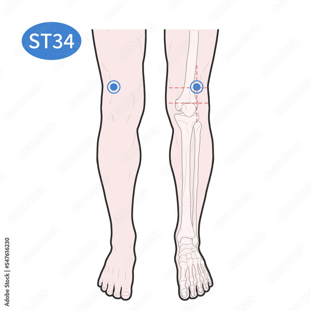 양구 경혈 혈자리 일러스트 Stock Illustration | Adobe Stock