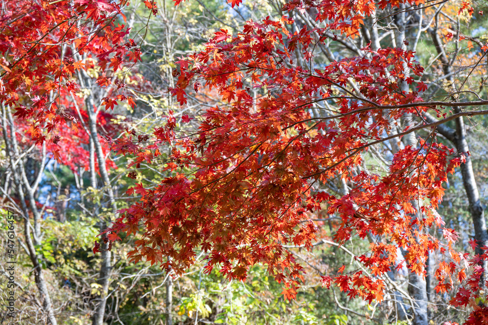 見ごろの秋の紅葉