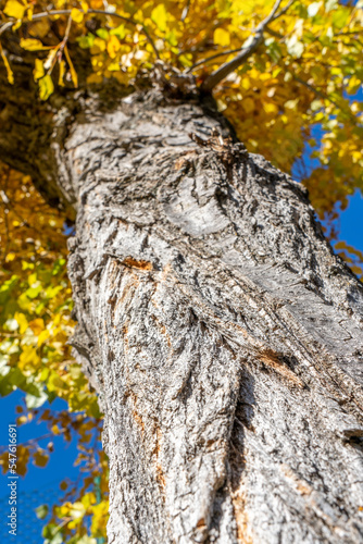 Bright yellow leaves, autumn tree against a blue sky. Thrones bottom view. High quality photo