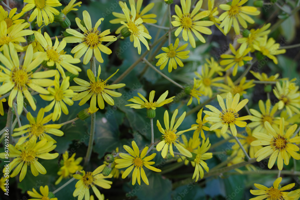 ツワブキの花が最盛期だ ツワブキの花が最盛期だ