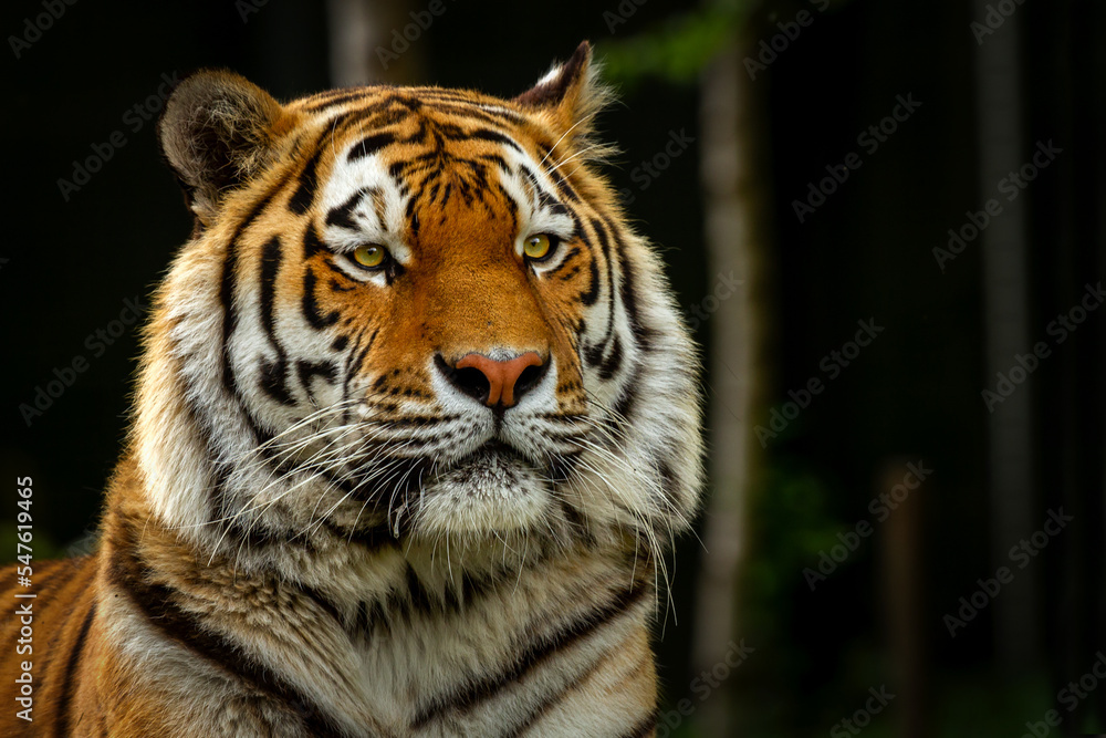 Fototapeta premium Bengal tiger