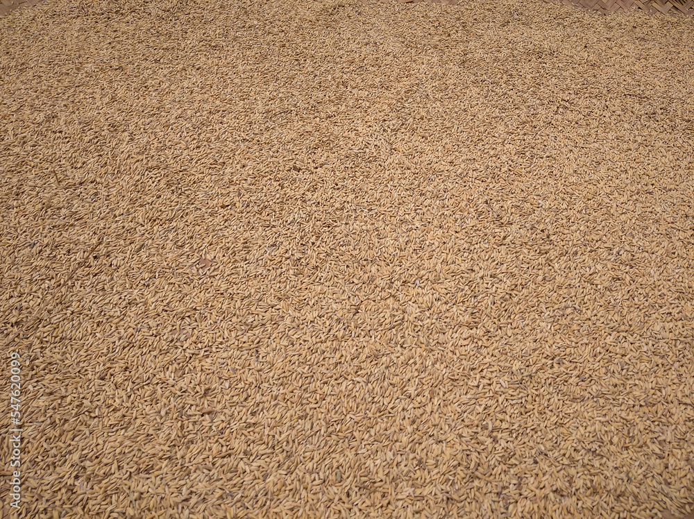 Paddy drying process before milling Paddy drying process before milling
