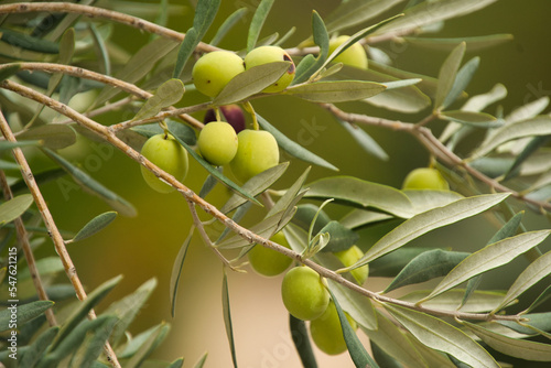 oliven in der Provence