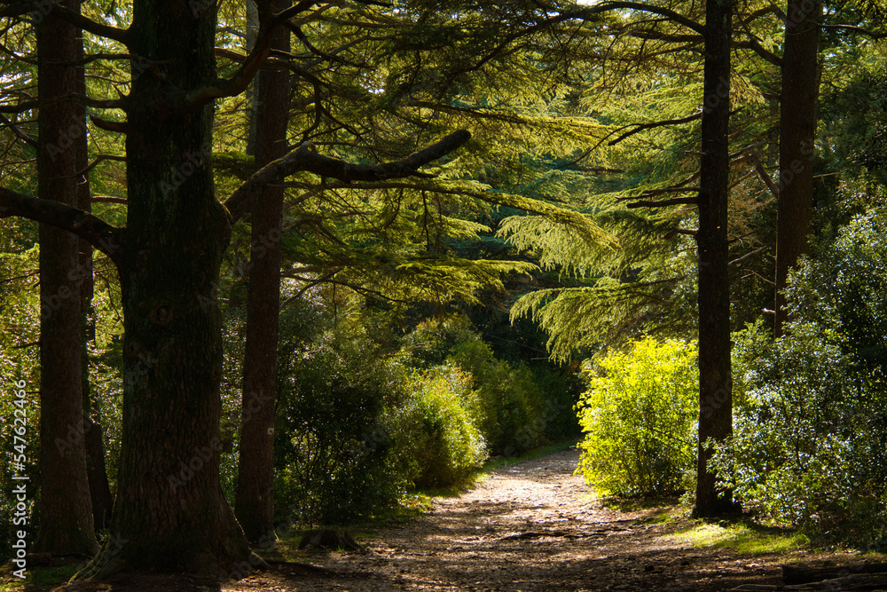 Obraz premium Foret des Cedres im Luberin in der Provence