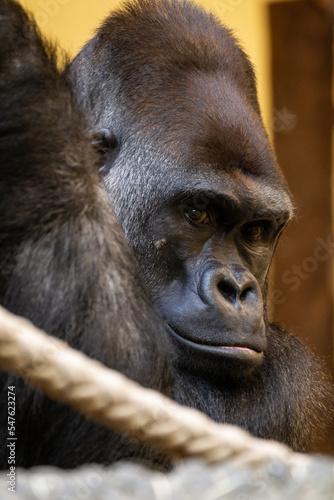 Silver back gorilla African eating studious © Chris
